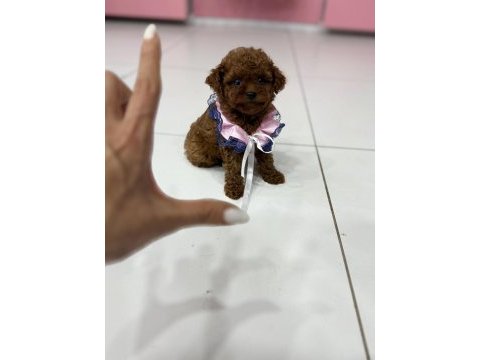 Orijinal toy poodle