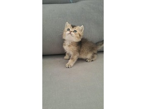 British shorthair erkek