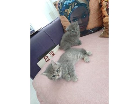 British shorthair yavrumuz