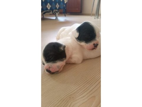 5 haftalık french bulldog yavrular