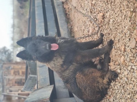 Sevgine zamanına emeğine değecek köpek arayanlara malinois