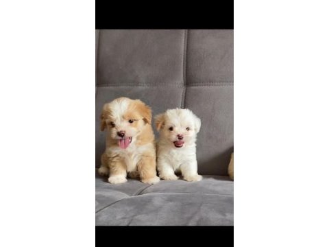 Evden uyguna maltipoo yavrularım