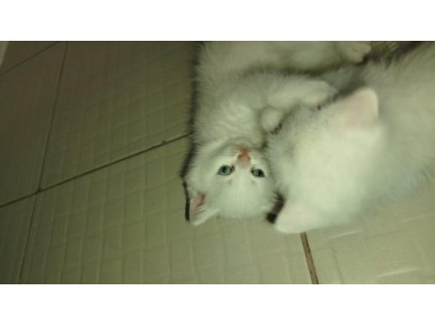 Pamuk british shorthair