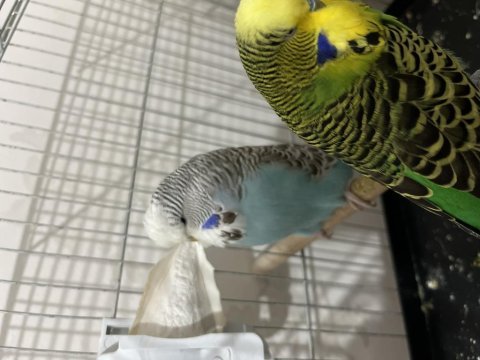 Jumbo hazır kurulu muhabbet kuşu takımlar