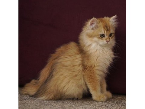 Golden british longhair ny12 yavru