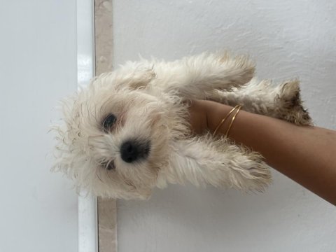 Korekan maltese terrier