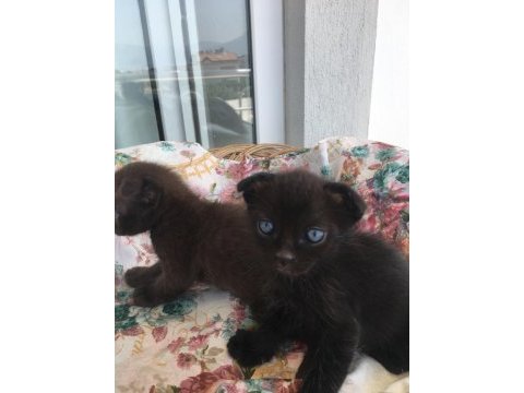 Miniklerime siyam yavrularıma yuva arıyorum
