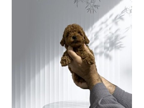 Toy poodle orjinal
