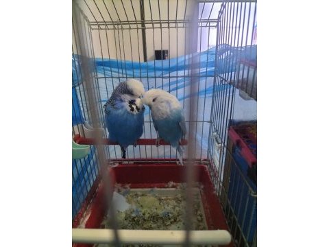 Show jumbo iki adet muhabbet kuşu