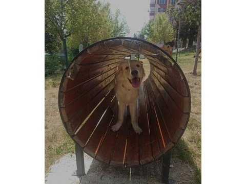 İnsan canlısı dişi golden retriever