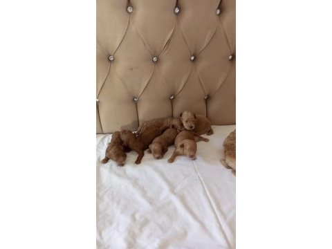 Toy poodle bebekler