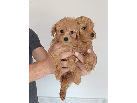 Poodle ayarı maltipoo yavrularımız