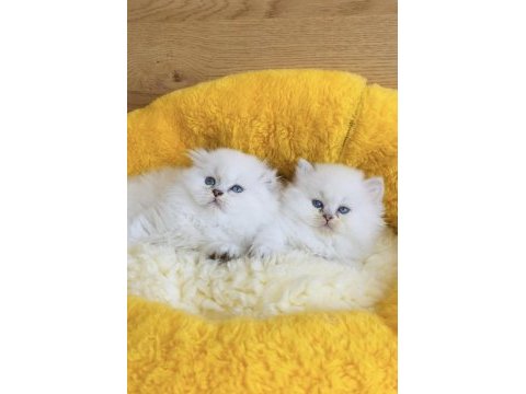 Maviş point british longhair bebeklerim 