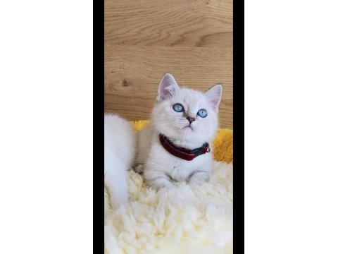 Show kalite maviş point british shorthair bebeğim 