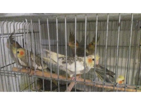 Selamün aleyküm yeni yeme düşmüş sultan yavrular