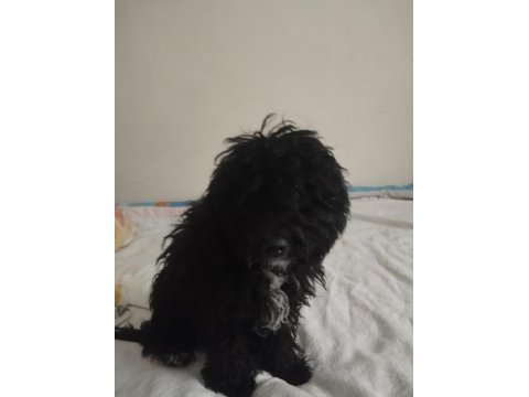 Toy poodle köpeğimiz ücretlidir
