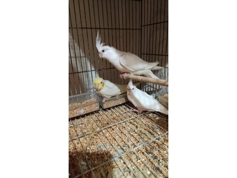 Yavru sultan papağanlar