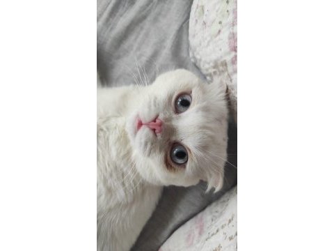 Acil sahiplendirilecek scottish fold canımız