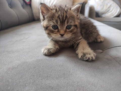 British shorthair yavru kediler
