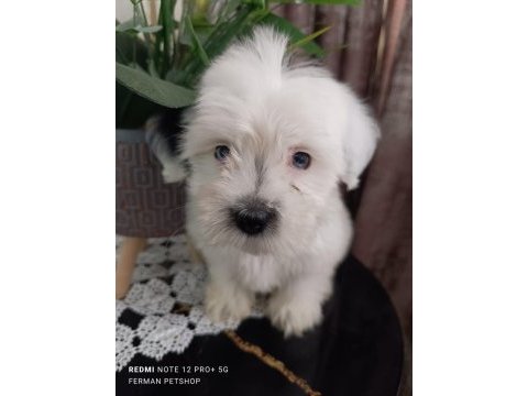 Maltese 5 şivava yavrularımız