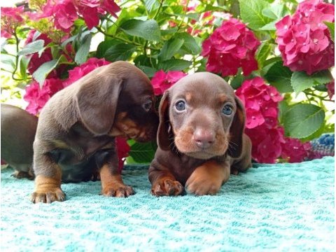 Chocolatte tan mini sosis dachshund yavrular
