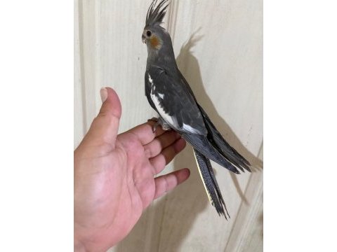 54 günlük kusursuz grey bebek sultan papağanı
