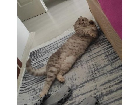 Scottish fold yavrular