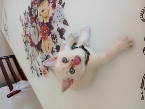 Acil sahiplendirme british shorthair