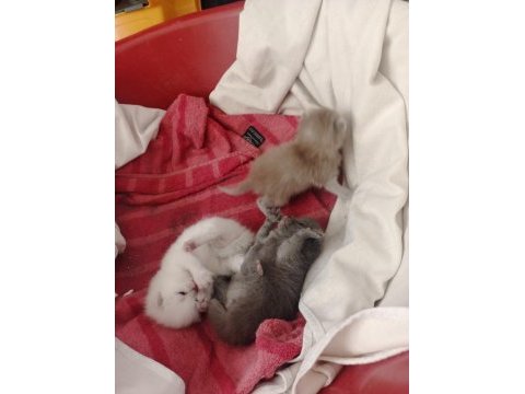 Sevimli british shorthair yavrular