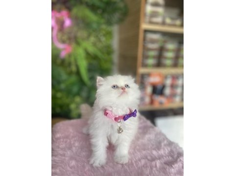 Elazığda yok chinchilla maviş kız ırk sağlık garantili