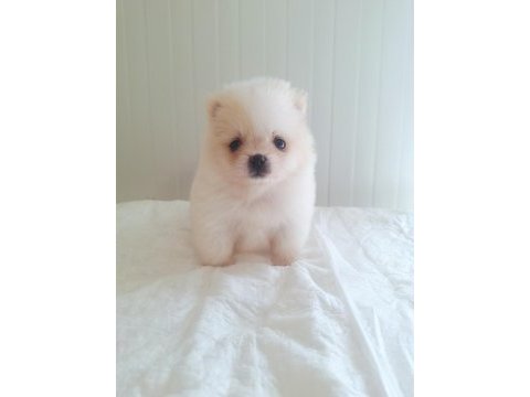 Pomeranian boo dişi erkek yavrular