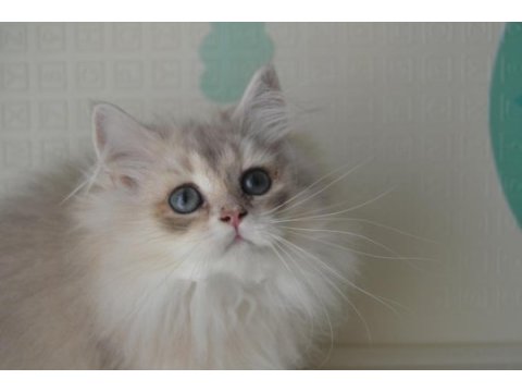 Safkan british longhair yavrular