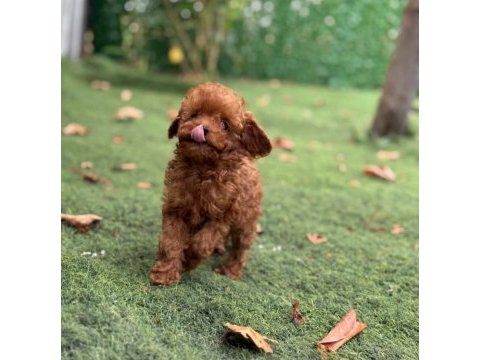 Veteriner kontrollü çok özel toypoodle yavrularımız 