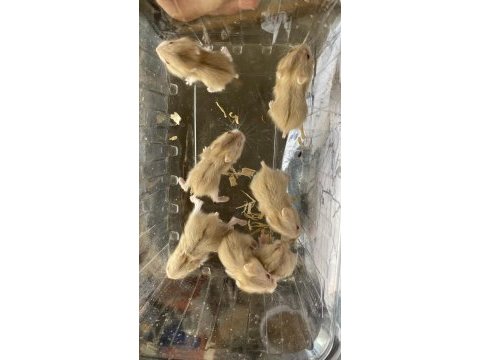 Gonzales hamster bebişler 20 günlük