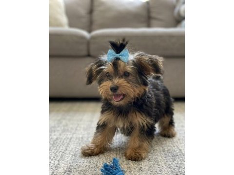 Baldan tatlı yorkshire terrier yavrular