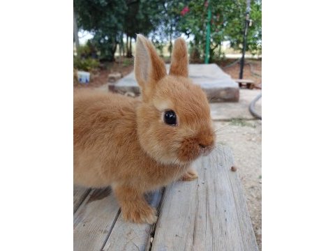 Netherland dwarf cüce tavşan