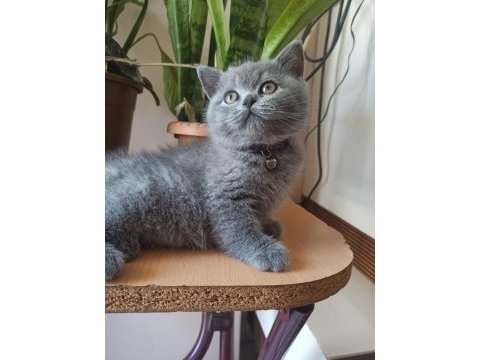 Orjinal ayı surat yavrumuz scottish fold
