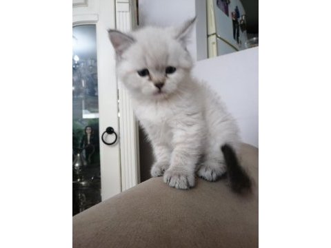 Blue point erkek british shorthair bebekler