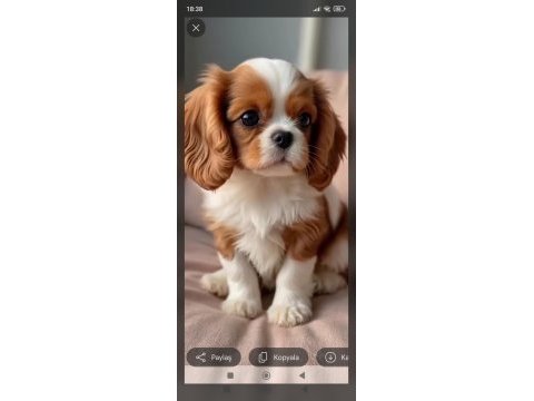 9 haftalık cavalier king charles yavruları erkek dişi
