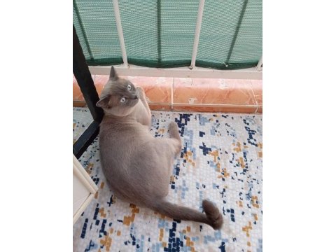 Blue point 1,5 yaşında british shorthair