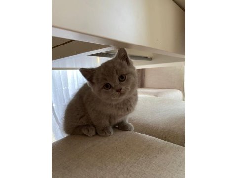 British shorthair dişi erkek yavrularım