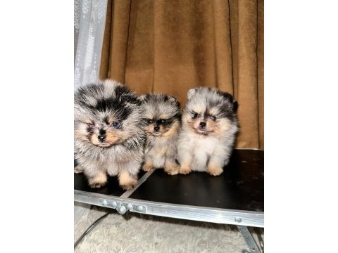 Merle pomeranian mavi gözlü yavrularımız