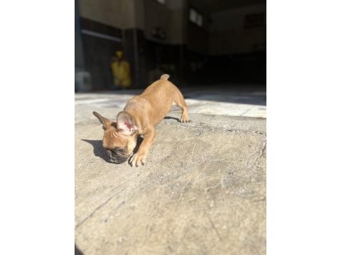 French bulldog bebeğime yeni yuva arıyorum