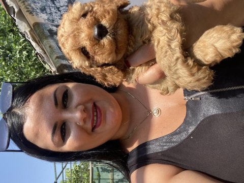 Dişi ve erkek red brown toy poodle yavrularım