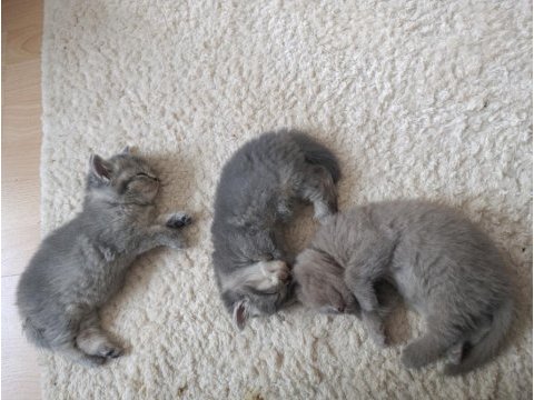 Yeni sütten kesilmiş bebek kediler teslime hazır