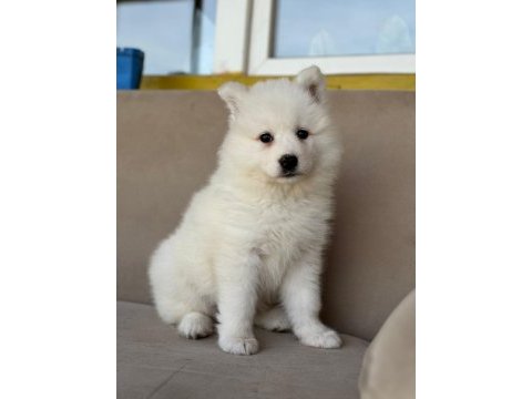 Ayi yavrusu bembeyaz samoyed a kalite ırk