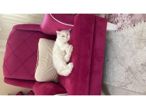 Erkek iran persian 10 aylık