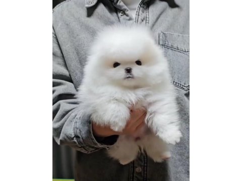 Birinci sınıf pomeranian boo