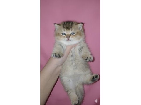 Golden panda british shorthair yavrum yeni yuvasını arıyor