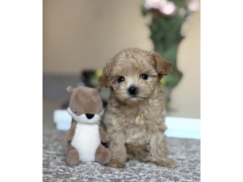Safkan maltipoo yavruları